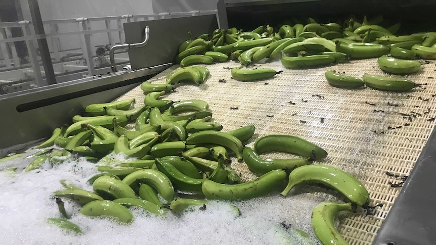 Bananas getting washed on a conveyor