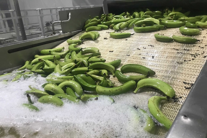 Pisang hijau akan diolah menjadi tepung.