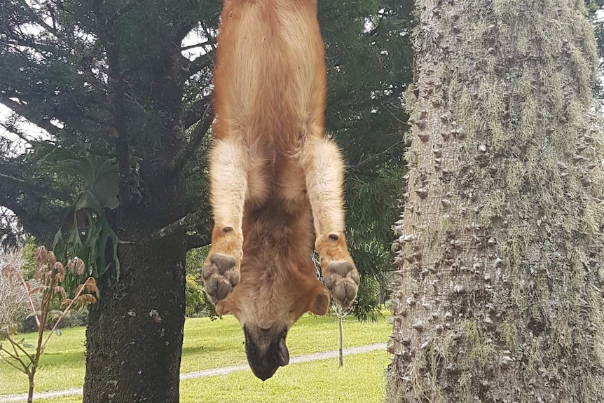A dog hanging in a tree