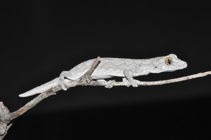 A eastern spiny-tailed gecko clinging to a branch at night