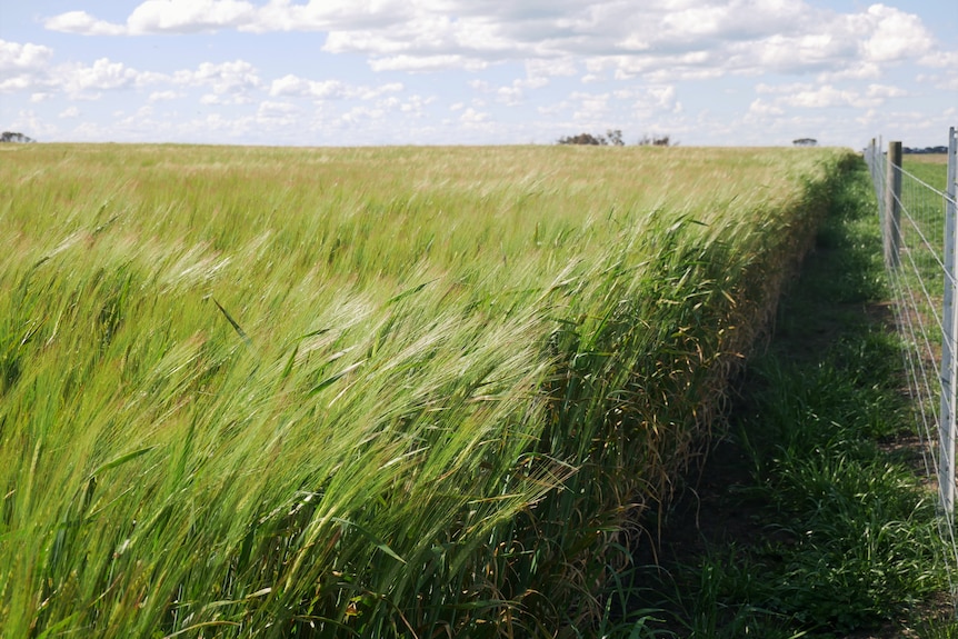 barley crops blowing in the wind