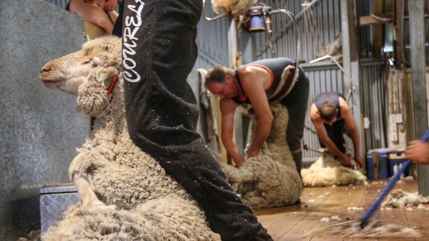 A man holds a sheep near his leg while a man bends over a sheep in the background 