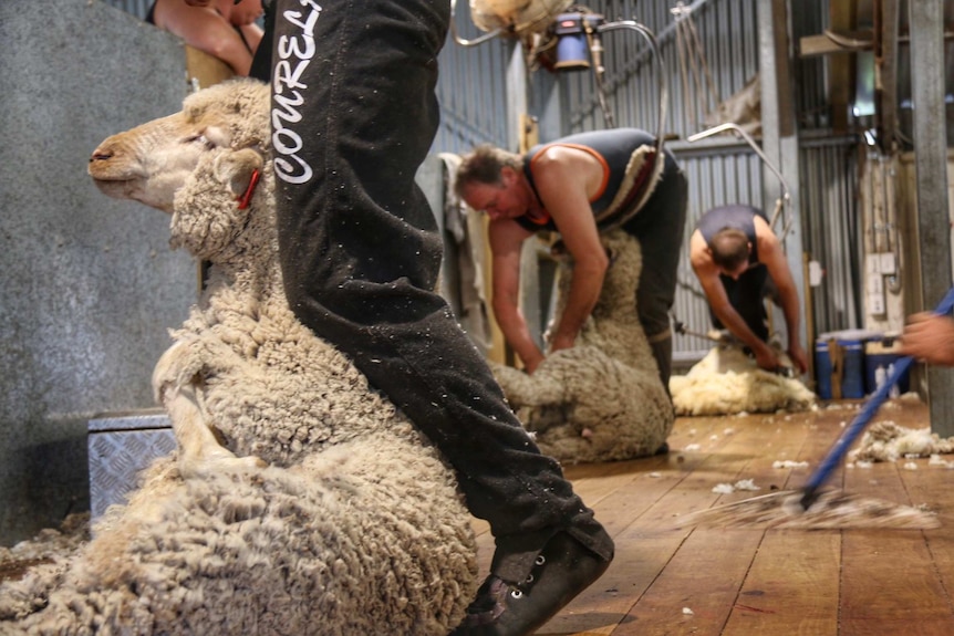 Shearers shearing wool from sheep in a shearing shed.