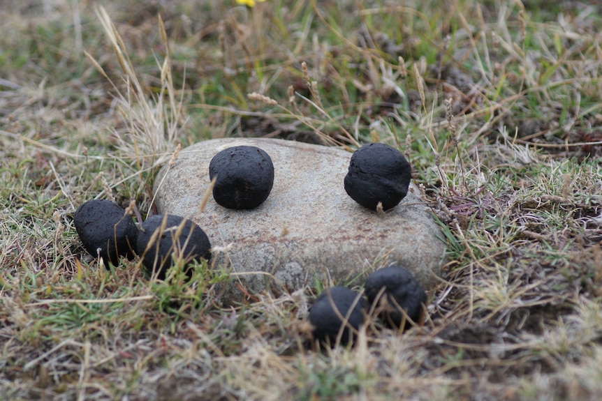 Square wombat poo on a rock