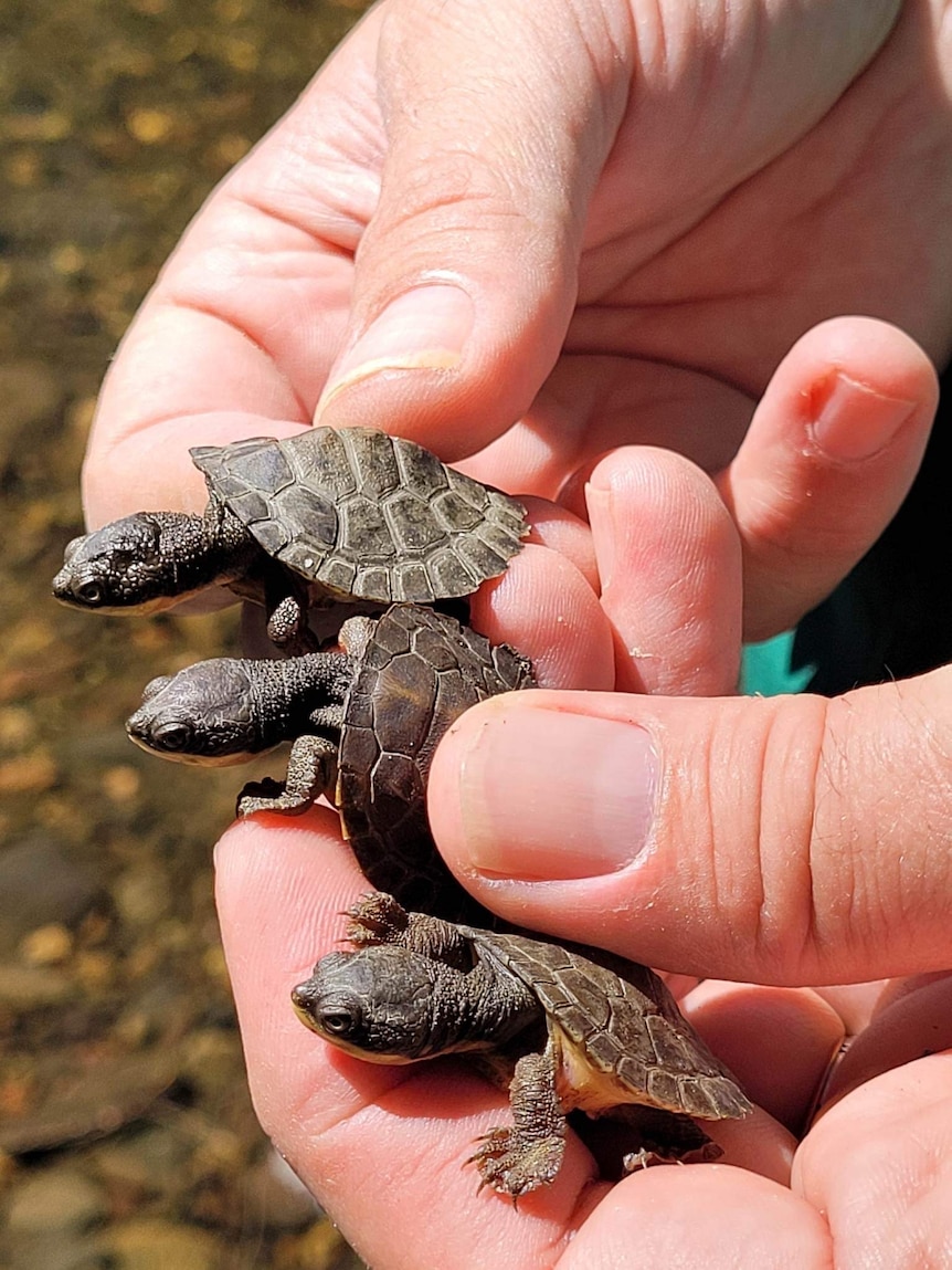 Three small turtle hatchlings, being held in a persons hands.