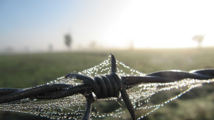 A close up photo of a barbed wire fence with farmland in the background.