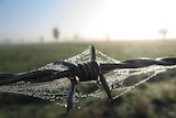 A close up photo of a barbed wire fence with farmland in the background.