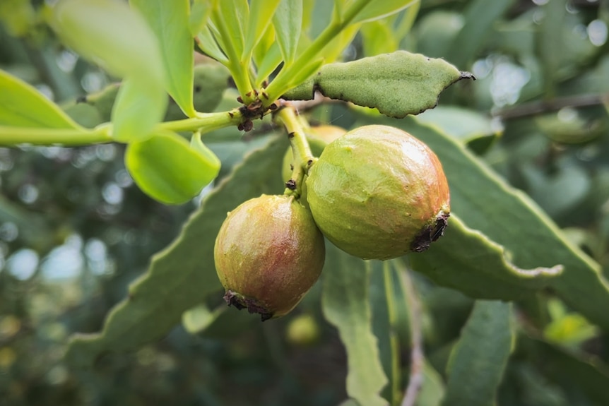 Green leaves and green round fruit almost turning red, the two quandong fruit are in focus.