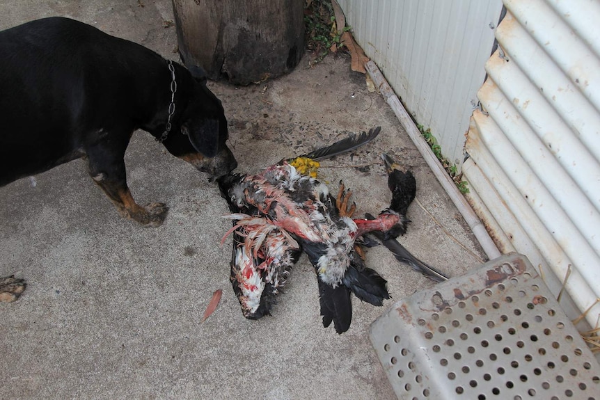 A dog inspects a decapitated magpie goose carcass.