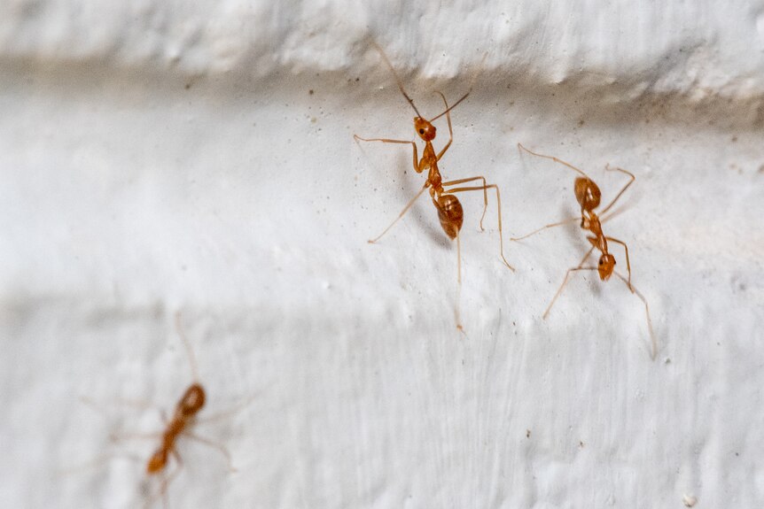 Yellow crazy ants in Australia