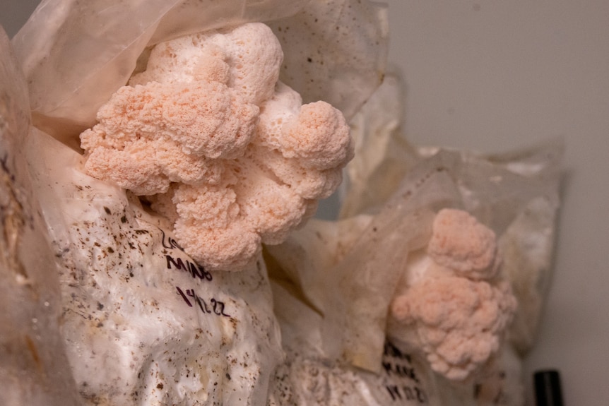 Bags of fungi in plastic bags sit on a shelf with mushrooms flowering from the top. 