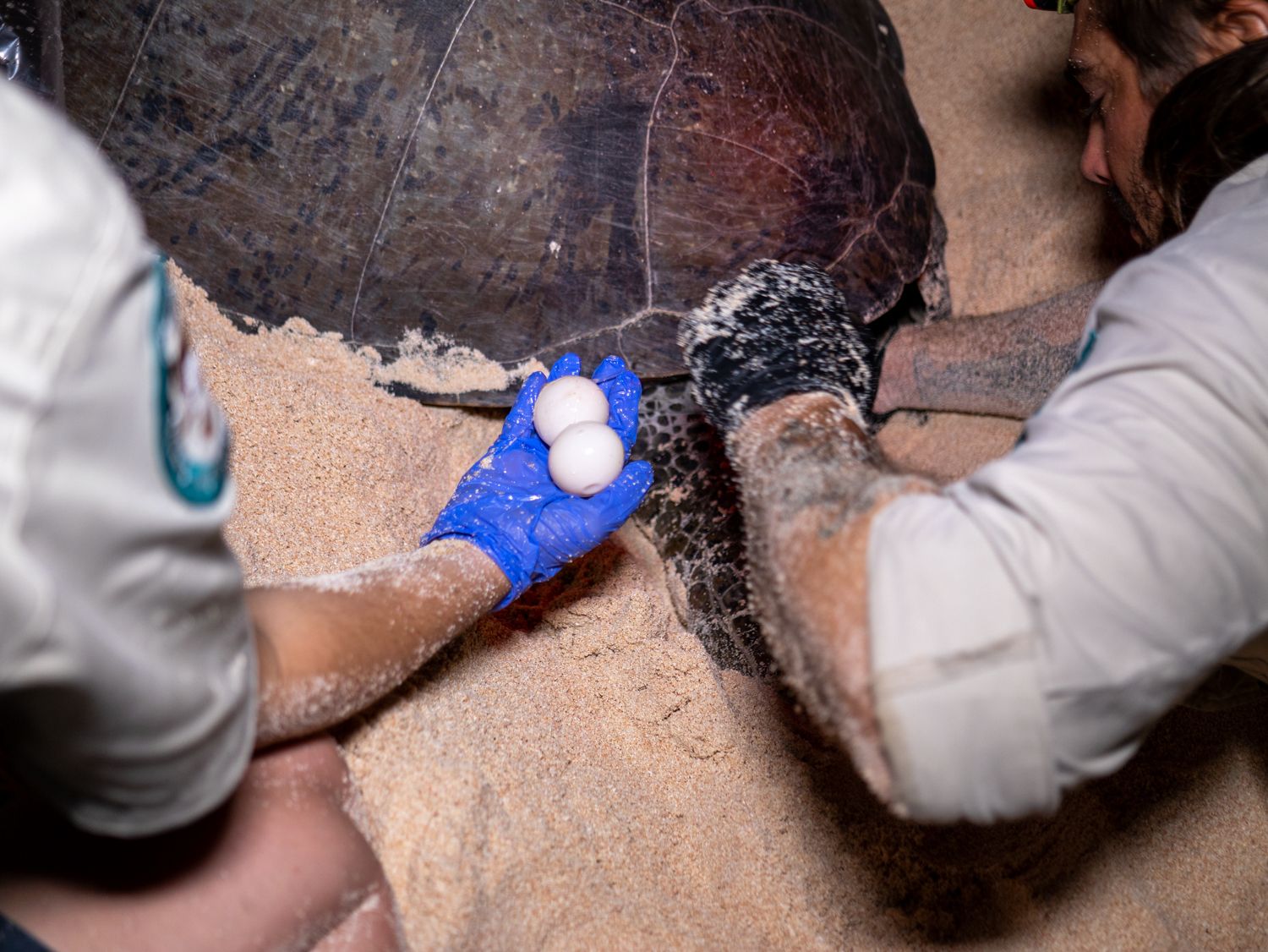 A hand holding two round white eggs while another hand reaches under a turtle shell.