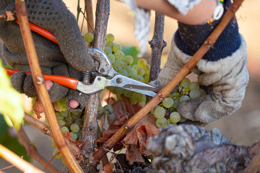 A close up of gloved hands holding cutters snipping off grapes