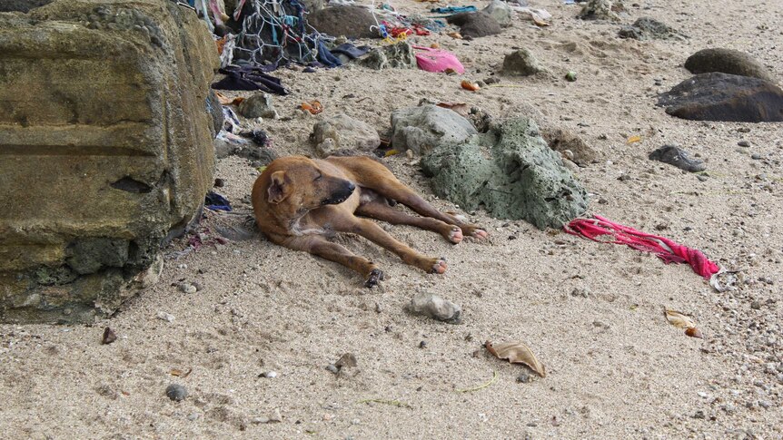 A dog lying on a beach in Fiji, with rocks and miscellaneous clothes and items in the background.