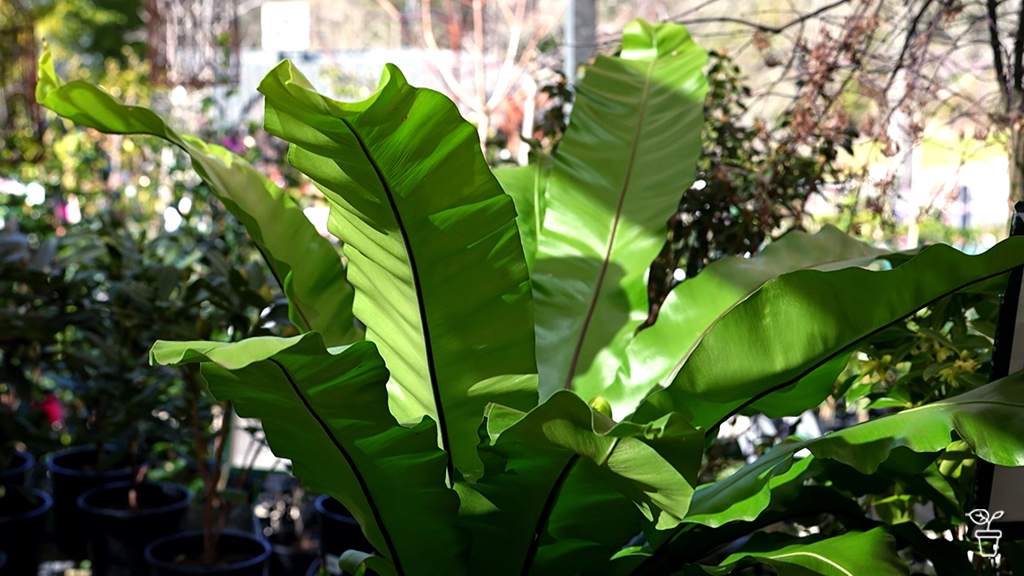 Propagating Ferns from Spores Propagating Ferns from Spores