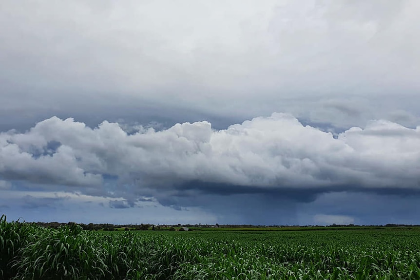 Rain falls over a green cane field in Qunaba near Bargara.