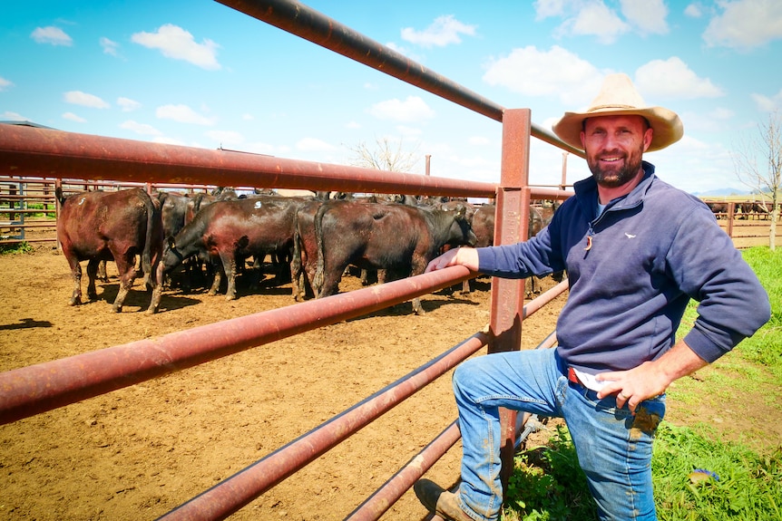A man standing next to a cattle yard fence with black cattle in yard behind