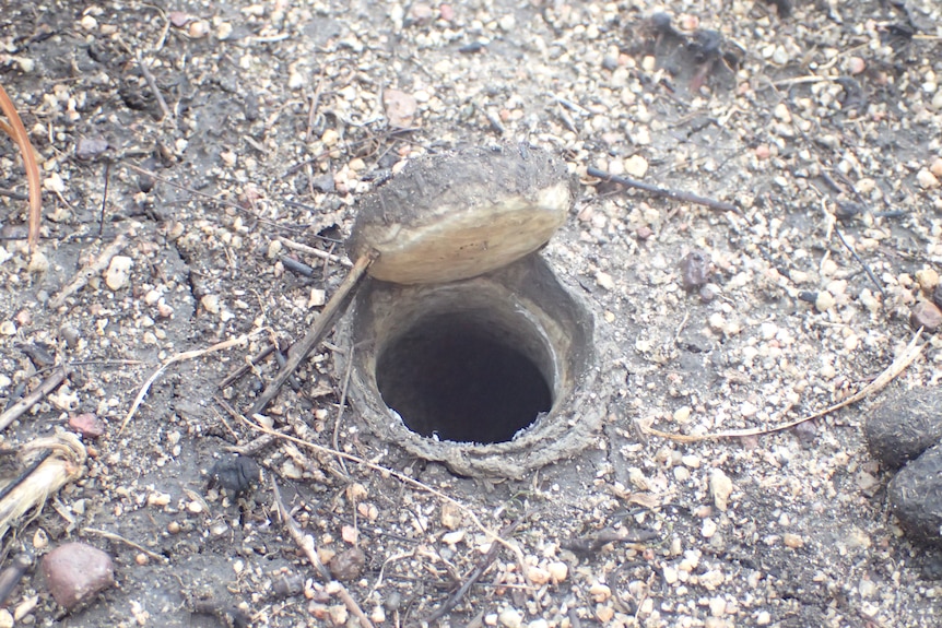 A circular burrow in the ground with a stick holding its trapdoor up.
