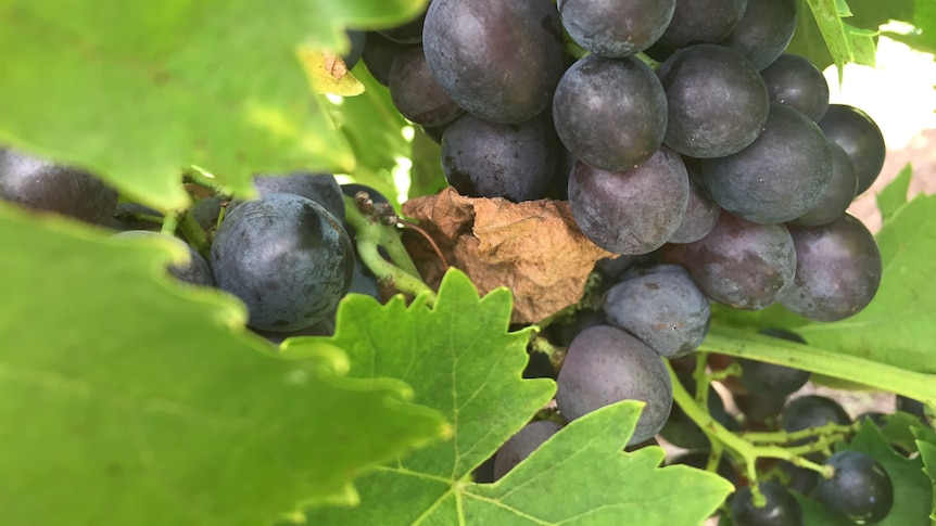 Wine growers in some regions will leave their grapes on the vine this harvesting period.