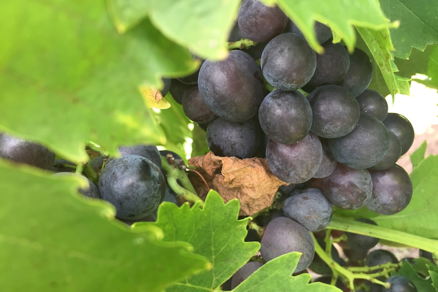 Wine growers in some regions will leave their grapes on the vine this harvesting period.