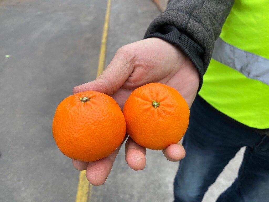 Two bright orange mandarins.