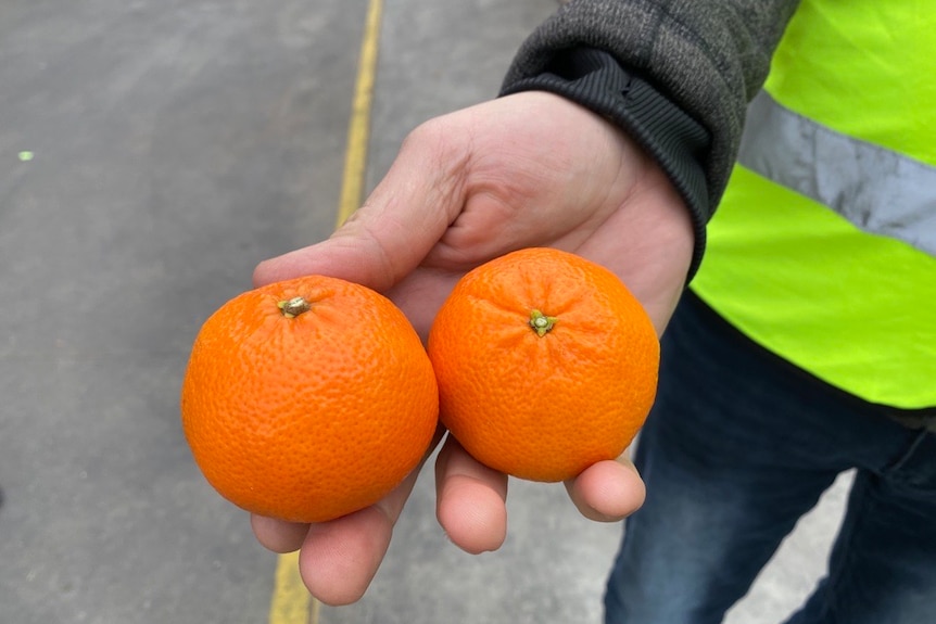Two bright orange mandarins.