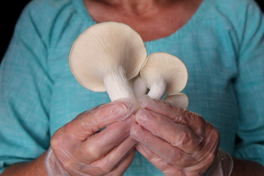 White oyster mushroom from the Beetaloo Valley