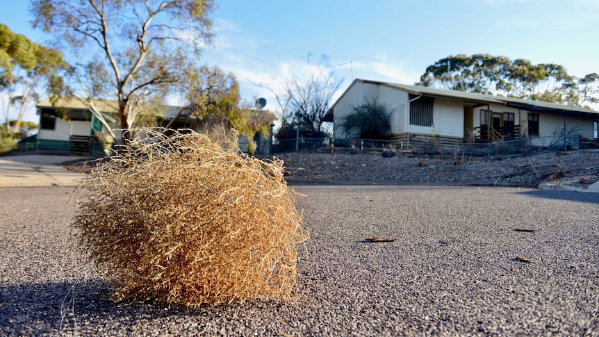 Weeds in a deserted street in Leigh Creek