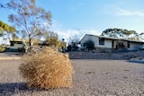 Weeds in a deserted street in Leigh Creek