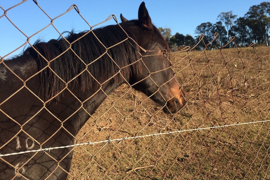 A brand is visible on the right shoulder of a a horse standing behind a chain-link fence.