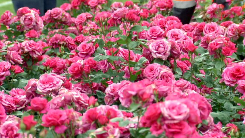 A large group of pink roses in a garden bed at Flemington race course