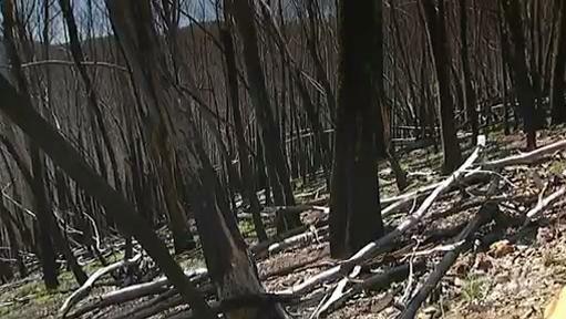 Burnt trees after a bushfire has passed through