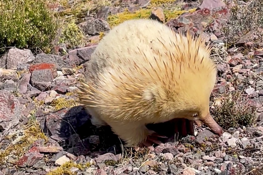 A blond and white echidna walks along a rocky surface.