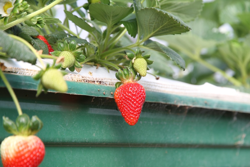 A close up of a strawberry on a plant 