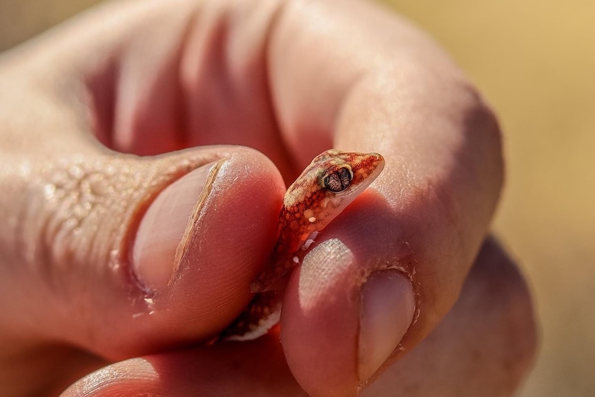 A small orange gecko in someone's hand.