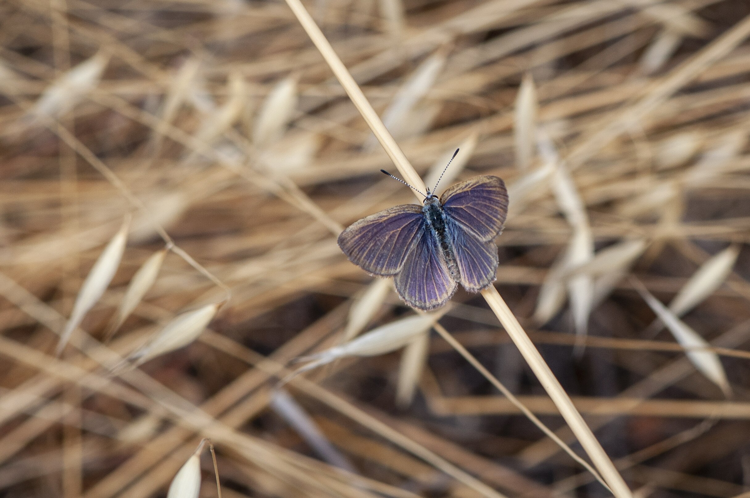 Goldenrayed blue butterfly species, only found in Victoria, rebounds