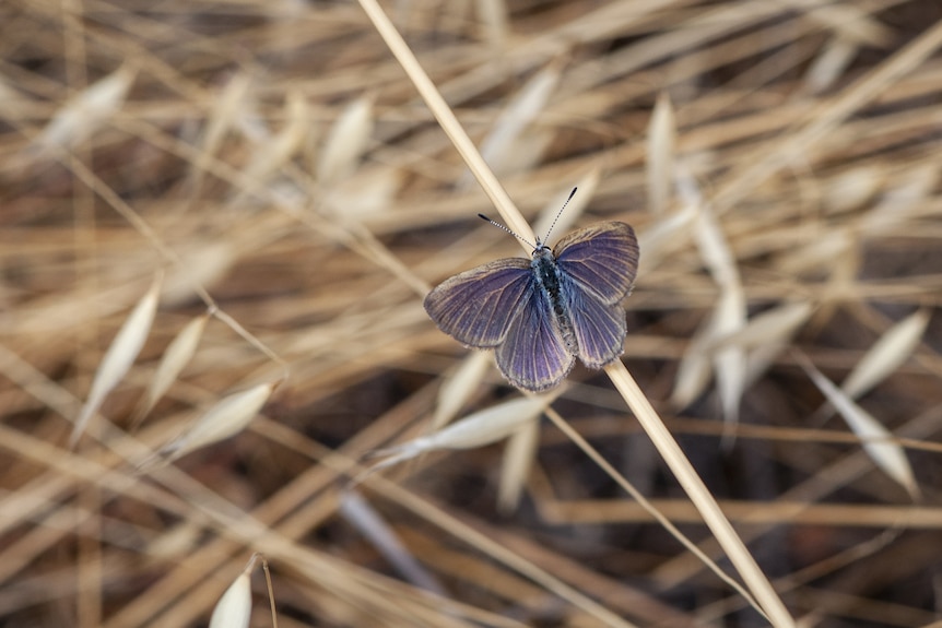The same butterfly, this time with its wings looking purply, rests on a blade of yellow grass.