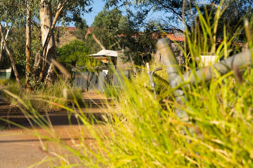 A photo of a house in Alice Springs, with overgrown grass in the foreground.
