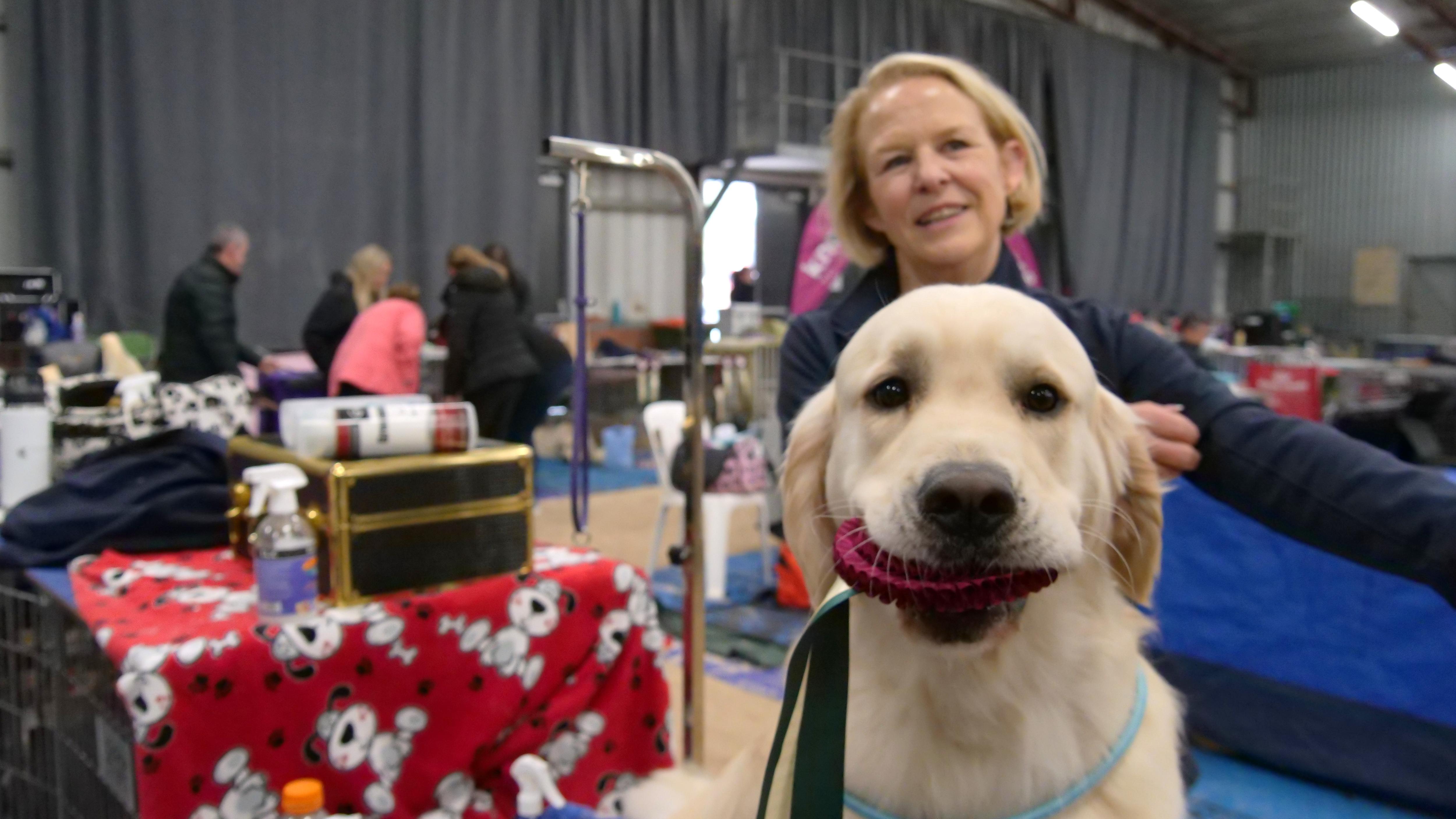 Hundreds of golden retrievers compete in regional SA