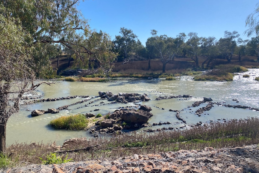 A wide river with weaving rock formations visable on the surface and trees on the embankment.