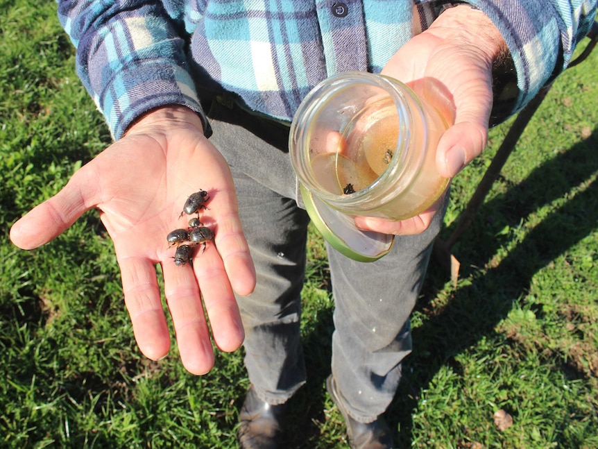 A close up photo of a man's hand holding black dung beetles.