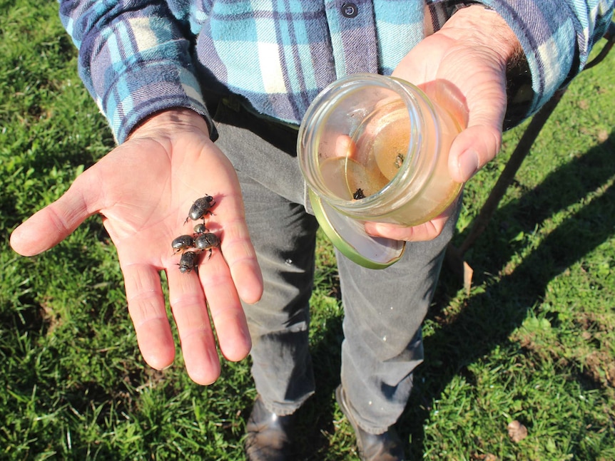 Dung beetles in Middlesex WA