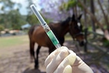 Hendra virus vaccine