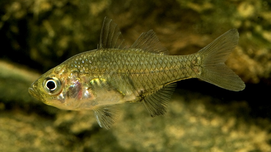 Close up of a small brownish-transparent fish, with diamond-shaped scales.