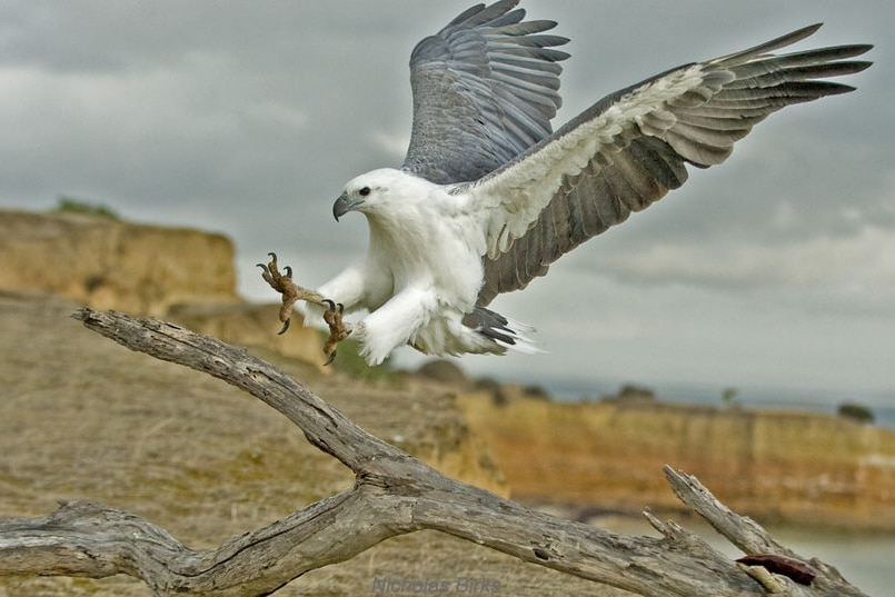 A white-bellied sea eagle landing on a branch.