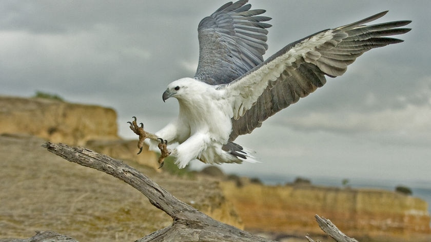 An endangered sea eagle in flight