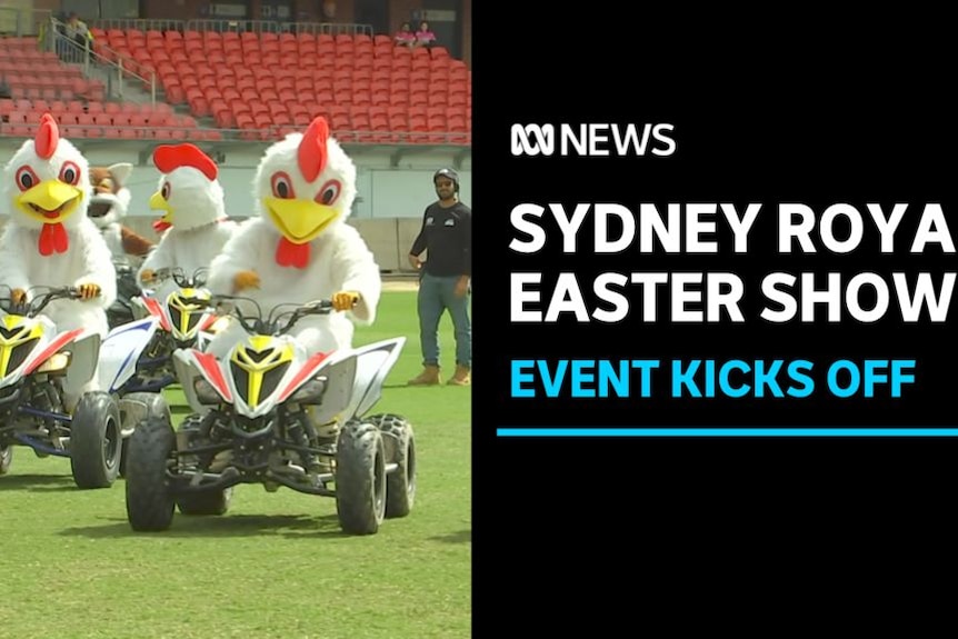 Sydney Royal Easter SHow, Event Kicks Off: People wearing chicken costumes race quad bikes.
