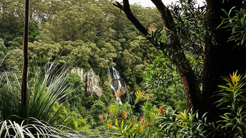 A waterfall cascades down a mountain in Springbrook National Park, with native flora seen all around it.