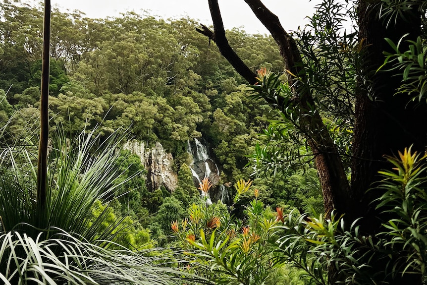 A waterfall cascades down a mountain in Springbrook National Park, with native flora seen all around it.