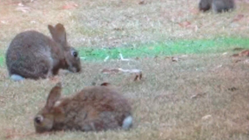 Rabbits feeding on grass at Somerset Dam, north-west of Brisbane in March 2014